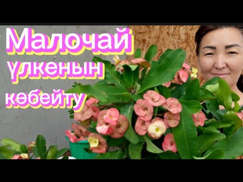 Видео: Малочай үлкен жапырақтысын көбеиту 🌺Эуфорбия гүлі 🌺 Көбеиту өте оңай