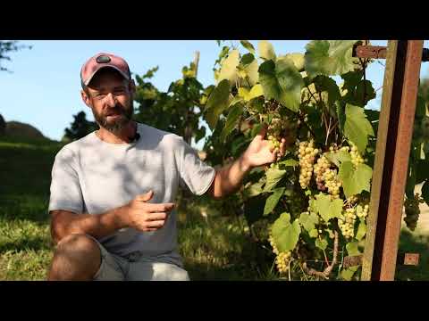 Видео: Хороший микроклимат- хороший урожай.