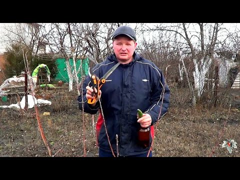 Видео: ОБРЕЗКА Плодовых ДЕРЕВЬЕВ