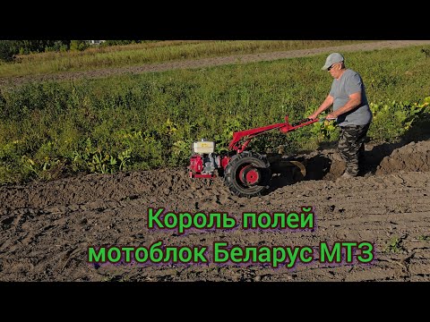 Видео: Осенне-полевые работы. Мотоблок Беларус 09Н пашет. 