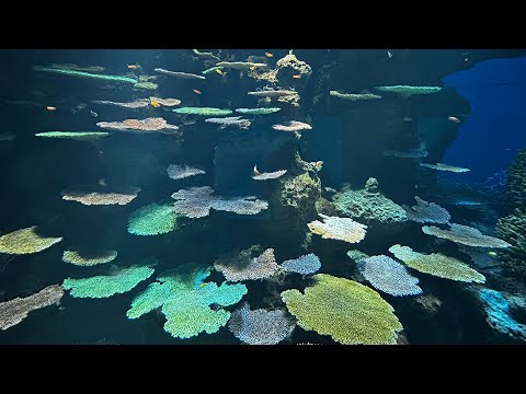 Видео: ЯПОНИЯ 2