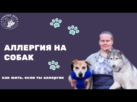 Видео: Аллергия на собаку. Что делать, если ты аллергик?
