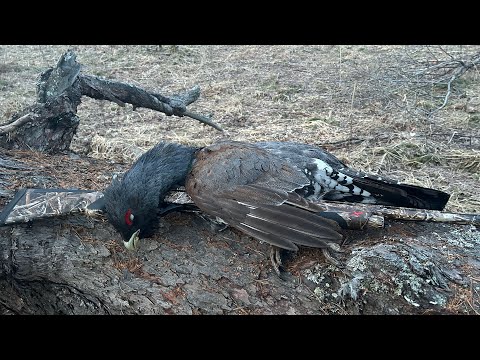 Видео: Охота на глухаря на току. Весна 2024