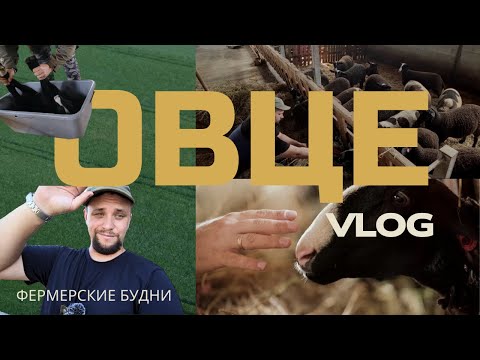 Видео: Фермерские будни: овцы, корпус и выпас | Овце-ВЛОГ #0