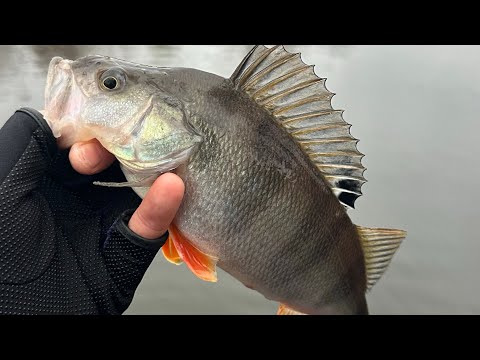 Видео: ЛОВЛЯ ОКУНЯ НА МИКРОДЖИГ ОСЕНЬЮ! Делюсь опытом!