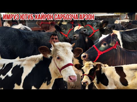 Видео: Сарбозча қоил кард 12 сар моли зоти хела арзон 25 октября 2025 г.