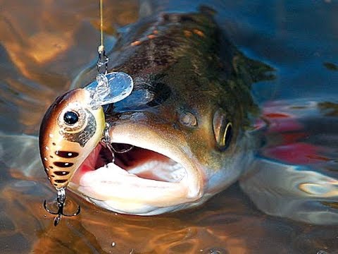 Видео: Как Ловить Голавля на Спиннинг Круглый Год. Голавль на Ультралайт