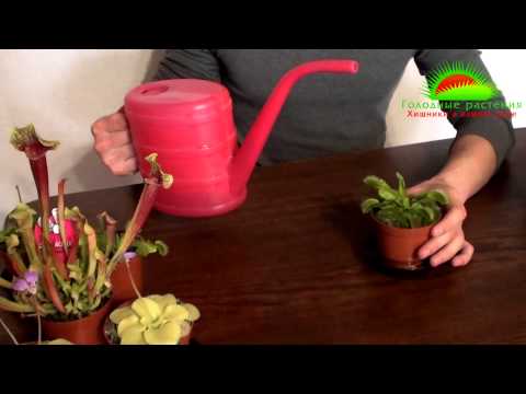 Видео: Венерина мухоловка. Уход за Дионеей