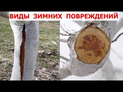Видео: Зимние повреждения плодовых деревьев и их профилактика