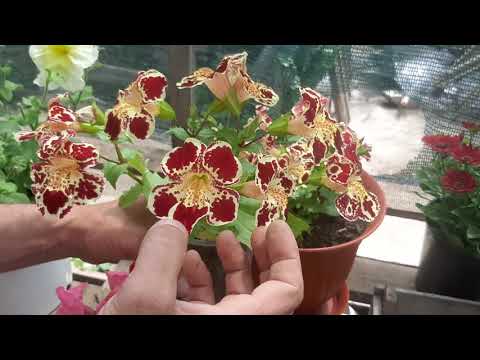 Видео: ПРИЩИПКА ПЕТУНИИ💖Будет Красиво и Пышно Цвести как прищипывать петунию