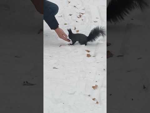 Видео: 6 ноября 2025 г.