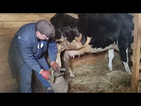 Видео: Как стригут копыта коровам)#корова #фермер #жизньвдеревне #хочуврекомендации