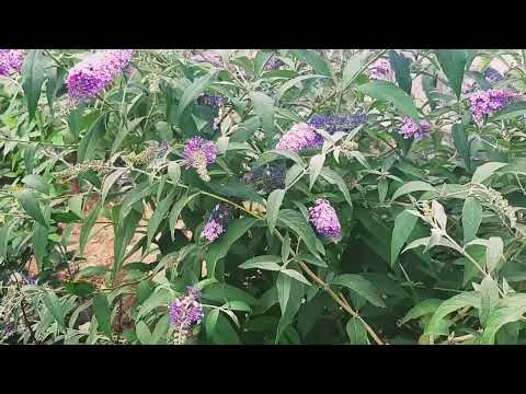 Видео: БУДДЛЕЯ...Уход ВЕСНА - ОСЕНЬ.