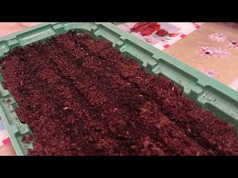 Видео: Посев астры "Хризантелла" 30.01.22