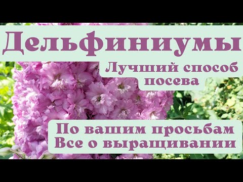 Видео: Дельфиниумы. Лучший способ посева семян и секреты выращивания.