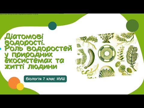 Видео: Біологія 7 клас НУШ  Діатомові водорості  Роль водоростей у природних екосистемах та житті людин