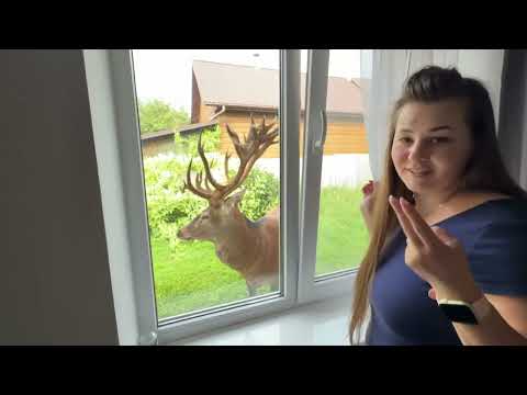 Видео: Олень Борис чує коли про нього говорять. #Irysik3076 #deer #animals #олень #оленьборис #оленьборя