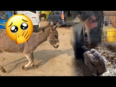 Видео: Наполовину парализован! Прикован к постели уже 6 лет, по всему телу сотни пролежней!