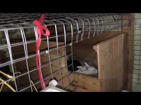 Видео: КАК СОХРАНИТЬ НОВОРОЖДЁННЫХ КРОЛЬЧАТ