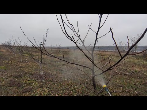 Видео: Осіння обробка саду — закладаємо майбутній врожай уже зараз! Частина 1