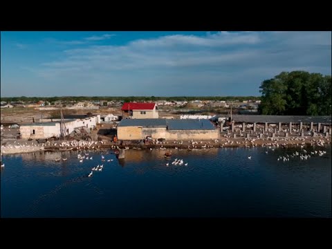 Видео: Гусиная ферма в Семее...