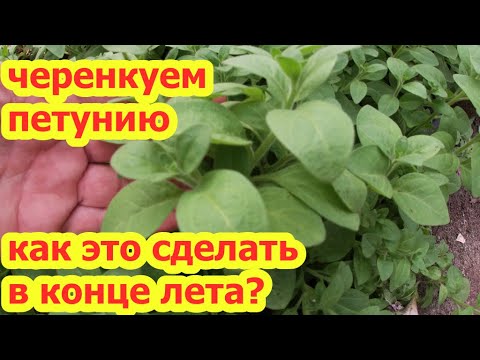 Видео: ЧЕРЕНКУЕМ ПЕТУНИЮ.КАК ЭТО СДЕЛАТЬ В КОНЦЕ ЛЕТА?