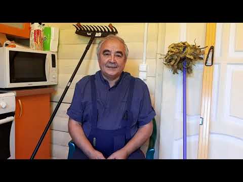 Видео: КНЯЖЕНИКА НЕ ПЛОДОНОСИТ ПОЧЕМУ? ОБЗОР, ОТЗЫВ ВЫРАЩИВАНИЯ ПИТОМНИКА.