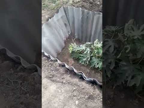 Видео: 23 сентября 2022 г. Инжир. Выращивание в траншеях .