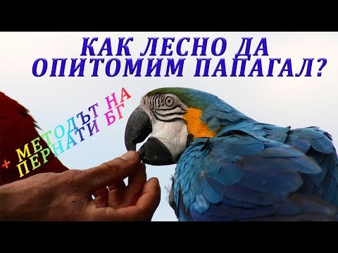 Видео: Как да социализираме лесно папагал?