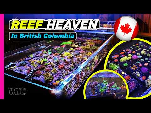Видео: Рифовая сцена в Коквитламе, Канада, только что вышла на новый уровень — ВНУТРИ новой коралловой ф...