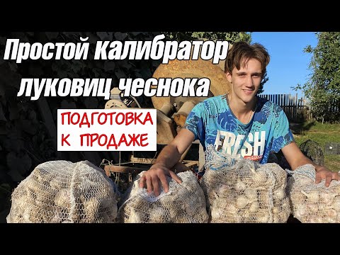 Видео: Калибратор головок чеснока и подготовка к продаже