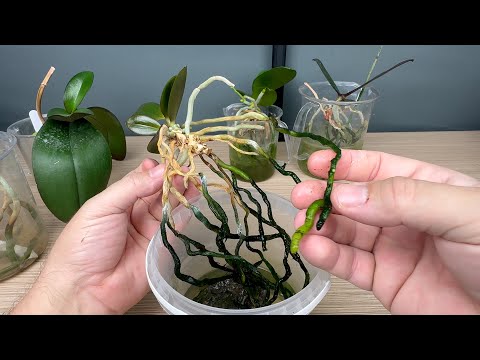 Видео: лучший способ выращивания деток на пнях орхидей НО ЕСТЬ нюанс маленькая орхидея может погибнуть