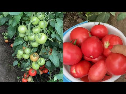 Видео: Моя теплица с помидорами Собираю урожай помидоров