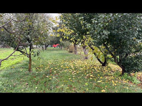 Видео: МОЙ👨‍🌾 САД 🌳🪾🏡 8 октября 2025. 