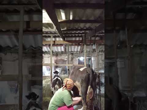 Видео: #вечерняярутина#жизньвдеревне#деньвдеревне#переездвдеревню#farming#поселок#лето#сельскаяжизнь#коровы