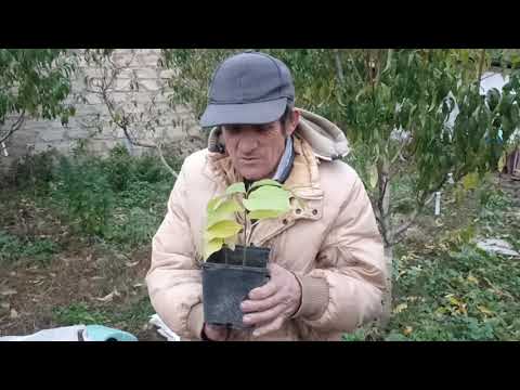 Видео: Саджаєм екзотику Азіміна