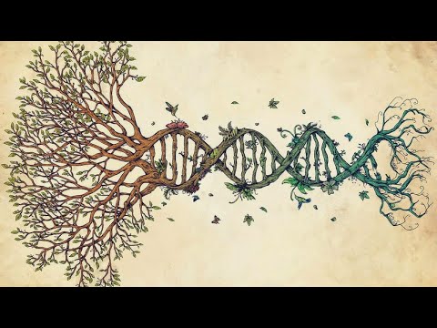 Видео: Древо жизни.  Владимир Кузьменко