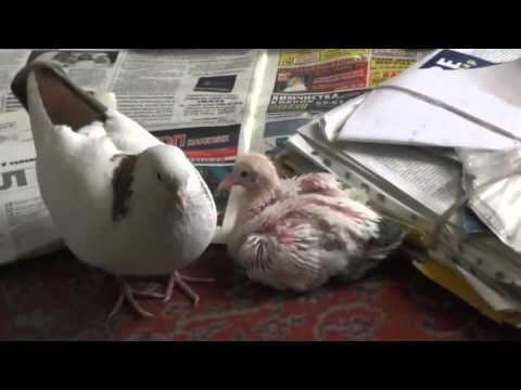 Видео: №1. Голуби мои. Голубиное семейство. Отец, мать и  голубёнок.