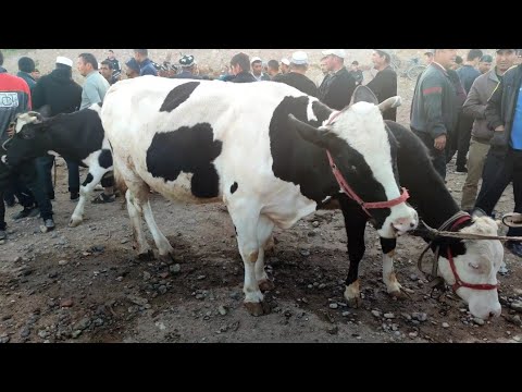 Видео: Гов бозори Шахри Турсунзода Регар 12 апреля 2025 г.