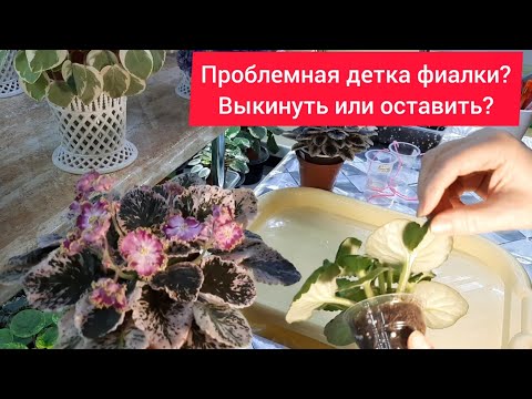 Видео: Проблемная детка фиалки! Выкинуть или оставить? Как определить у детки сбой на клеточном уровне?