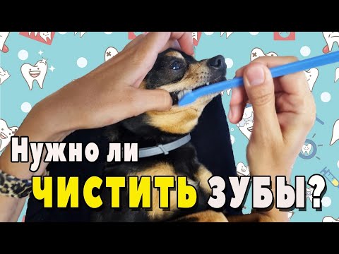 Видео: Нужно ли чистить собаке зубы? Как чистить зубы той терьеру
