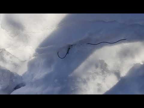 Видео: трёх дневная проверка петель. ( поймано 2 зайца)