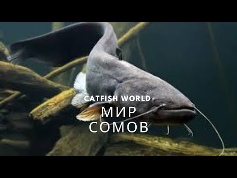 Видео: Мир сомов | Samu pasaulē | Catfish world | #сомы #sams #catfish