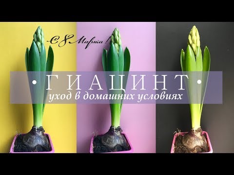 Видео: ГИАЦИНТ 🌷  уход в домашних условиях