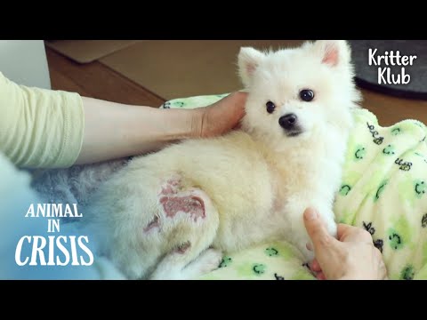 Видео: 😡Померанская Собака Была Найдена Брошенной И "Официально Умершей" На Бумаге