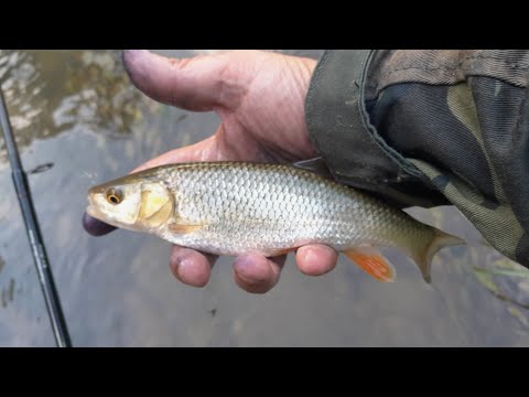 Видео: риболов на река вит