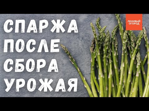 Видео: Спаржа после сбора урожая | Когда можно и нельзя собирать спаржу | Спаржа уход | Спаржа полив