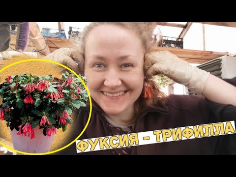Видео: Я очарована! Знакомьтесь - не новинка, но бесподобная красавица - Фуксия Gartenmeister Bonstedt
