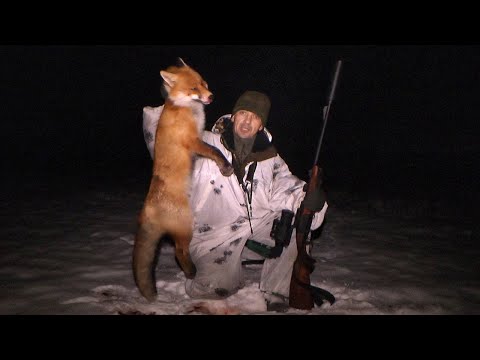 Видео: НОЧНАЯ ОХОТА НА ЛИСУ С ПРИЦЕЛОМ SFH VARG H50RL