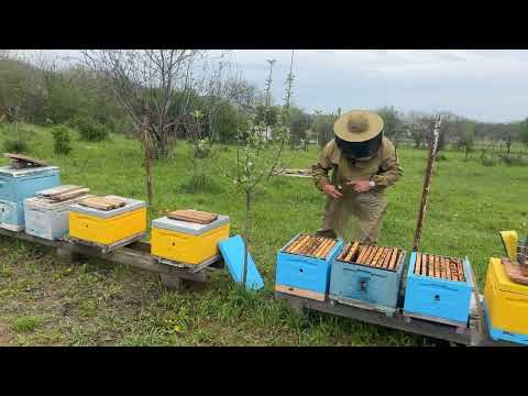 Видео: Формирование ранних отводков.